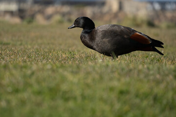 Profile view of male paradise shelduck at Ōamaru Harbour.