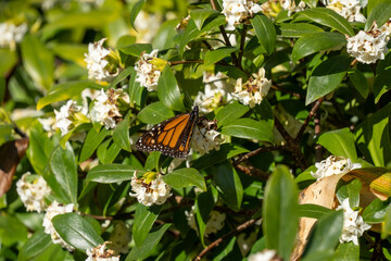 Close up of monarch butterfly feeding on white jasmine flowers at Oamaru Public Gardens, New...