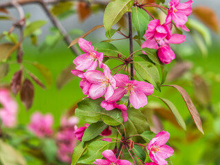 Fresh pink flowers of a blossoming apple tree with blured background