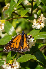 Close up of monarch butterfly feeding on white jasmine flowers at Oamaru Public Gardens, New...