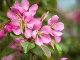 Fresh pink flowers of a blossoming apple tree with blured background
