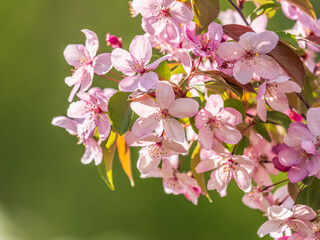 Fresh pink flowers of a blossoming apple tree with blured background