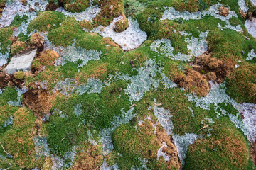 melting ice on mossy ground