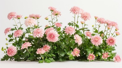 Fototapeta premium Originating from a line of fresh blooms the charming pink chrysanthemum stands out as a stunning addition