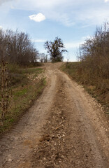 Fototapeta na wymiar dirt road leading to the forest, autumn condition in nature