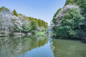 Fototapeta premium 茨城 七ツ洞公園（水戸市）