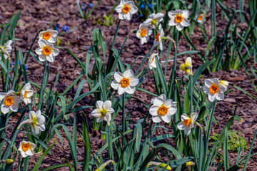 Obraz premium The first garden flowers on a spring day