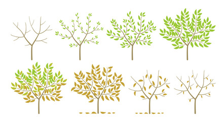 Tree foliage seasons change. The process of withering. Vector illustration.