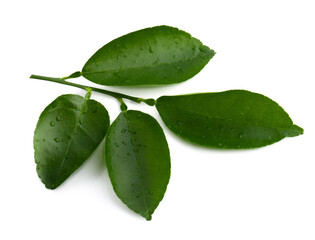 Citrus leaves isolated on a transaprent background.
