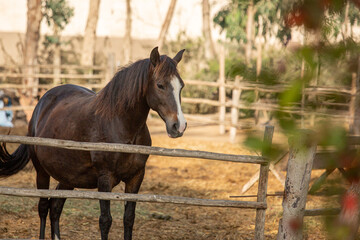 Brown adult horse in a rural stall during a sunny day in Lima Peru