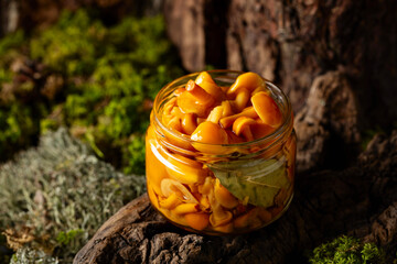 Homemade pickled honey mushrooms in a glass jar.