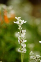 Close-up of salvia flowers blooming in the garden - obrazy, fototapety, plakaty