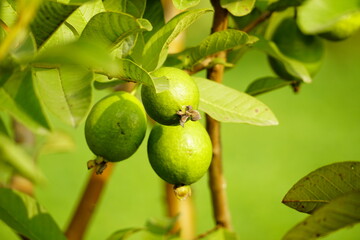 Close-up of guava fruit on tree