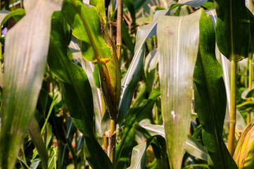 view of corn ready to harvest in the garden