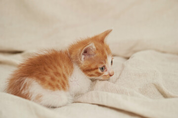 Fototapeta premium baby cat on the sofa