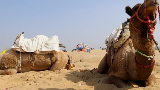 parasailing adventure activity at desert through camel sitting at day from unique perspective video is taken at rajasthan, India.