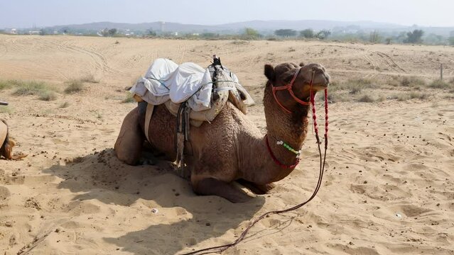 pet camel with traditional sitting cart at desert at day from different angle