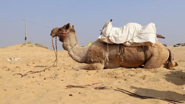 pet camel with traditional sitting cart at desert at day from different angle
