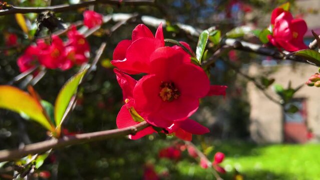 Striking close-up: a vibrant red blossom blooming on a quince tree. Capturing the essence of springtime, this image radiates elegance and grace, perfect for adding a pop of color.