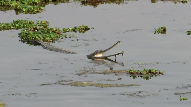 A gharial crocodile half submerged in a river with its mouth wide open.