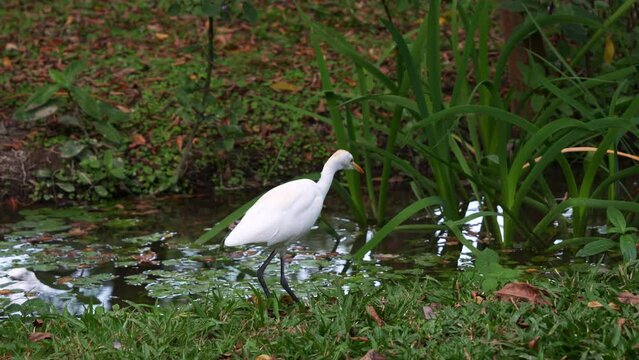 Slow motion close up shot capturing a wild great egret, ardea alba foraging for aquatic insects by the pond at Daan Forest Park, Taipei, Taiwan.