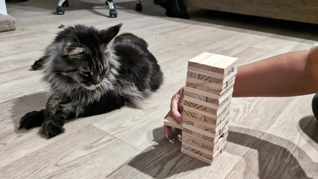 Cropped View Of A Person Playing Jenga Tower Blocks Near Maine Coon Cat Breed. Close-up Shot 