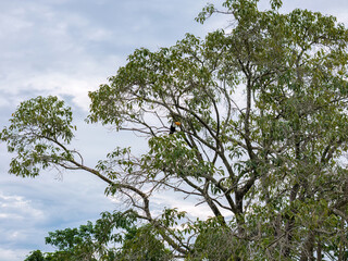 adult toco toucans