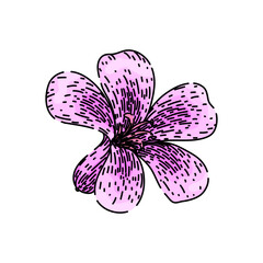 Fototapeta premium garden geranium hand drawn. plant colorful, summer perennial, red beauty garden geranium vector sketch. isolated color illustration