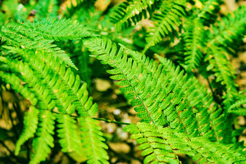 Lush Greenery of Tokyo's Kansen-en Park - Vibrant Fern Foliage