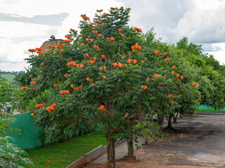 African Tulip Tree Flowers