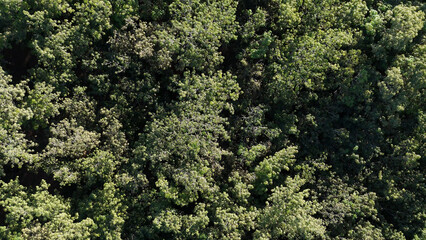 rubber tree forest for latex extraction