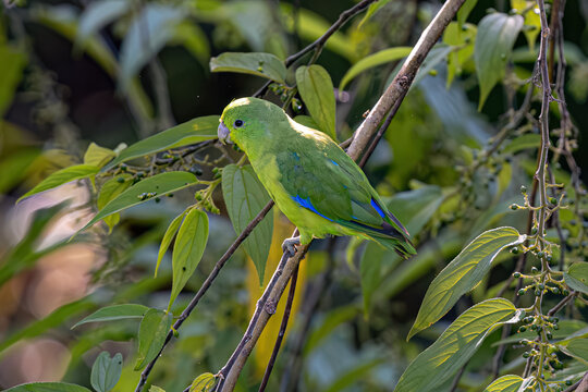 Animal Male Cobalt rumped Parrotlet Bird