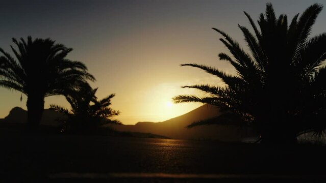 Shadow of Car Passing by on Eearly Morning Sunrise, Palms in the Background
