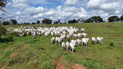 field pasture area with white cows grazing