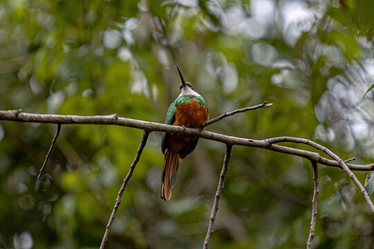 Animal Rufous-tailed Jacamar Bird