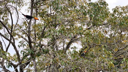 adult toco toucans
