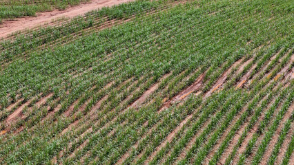 field sugar cane cultivation