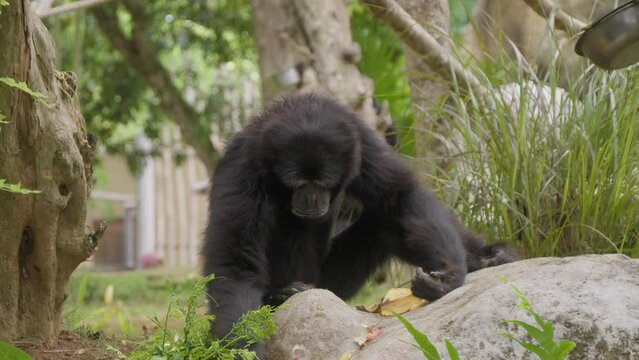 Portrait of a Siamang gibbon sitting on the ground, digging with its hand. Slow motion static shot.