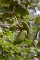 Stinkingtoe Tree with Fruits