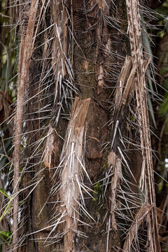 Macaw Palm Tree