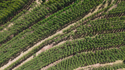 cultivation of eucalyptus trees