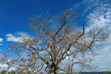 Silk Floss Tree