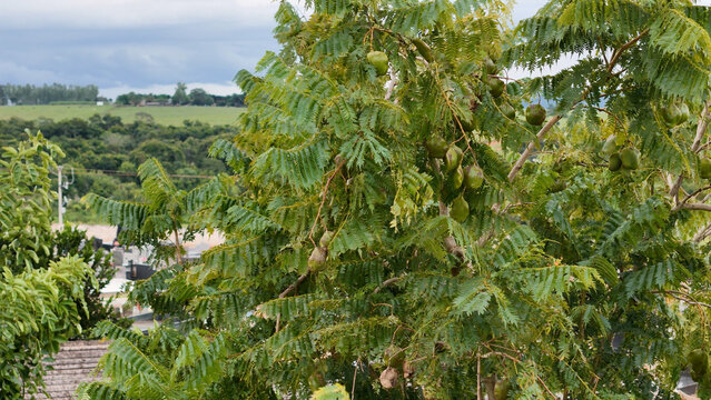 Seriales Tree Imágenes de