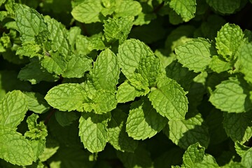 a bush of fresh mint leaves