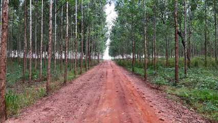 cultivation of eucalyptus trees