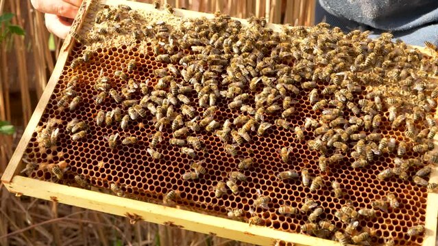 Bee apiary. Bees crawl along the bee frame, collect pollen on the honeycombs, food for young bees. Beekeeping. Pollen