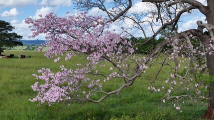 Silk Floss Tree