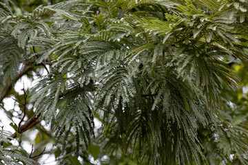 green leaves of angiosperm tree