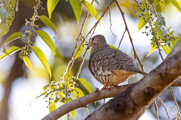 Scaled Dove Bird