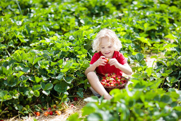 Kids pick strawberry on berry field in summer - 793605852